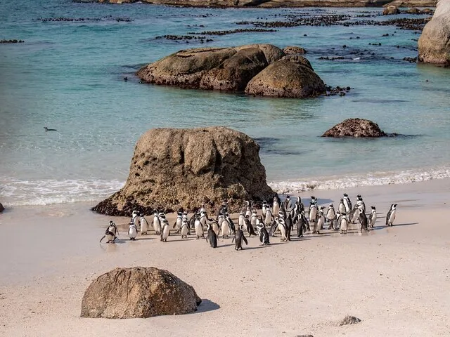 Eine Gruppe afrikanischer Pinguine, die sich auf einem Sandstrand neben großen Felsen versammelt hat.