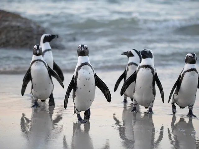 A group of African penguins walking out of the ocean surf onto the sand.