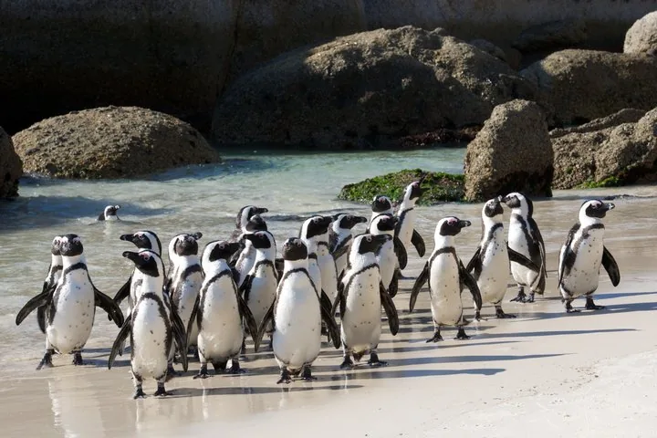 Eine Gruppe Afrikanischer Pinguine, die gemeinsam auf dem Sand in der Nähe großer Felsen läuft.