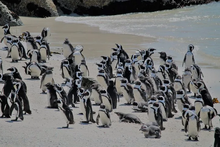 Eine große Kolonie Afrikanischer Pinguine, die auf einem Sandstrand steht und ruht.