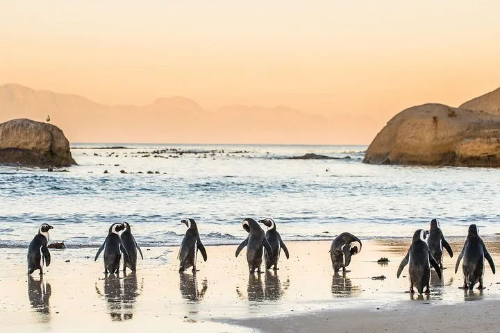 Several African penguins standing on a wet sandy beach at sunset near rocks.