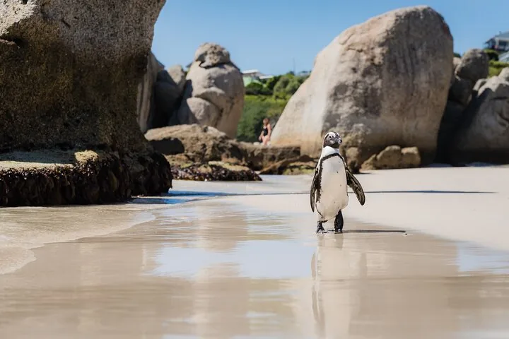 Ein Afrikanischer Pinguin läuft an einem Sandstrand in der Nähe großer Felsen am Boulders Beach.