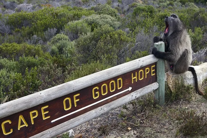 A baboon sits on a wooden 'Cape of Good Hope' sign, yawning widely.